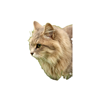 Close Up Of A Fluffy Cat Lying On Green Grass In A Park Setting. 14525 - Cat PNG image with transparent background